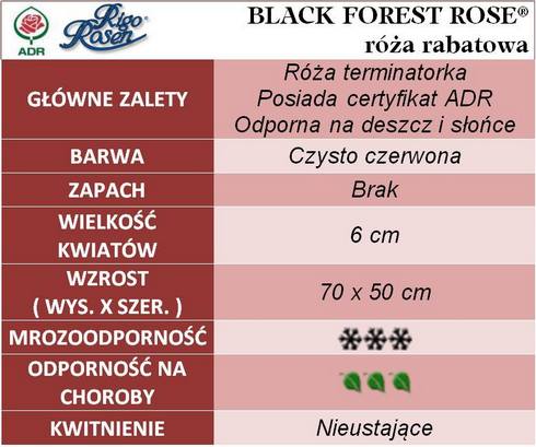 Black Forest Rose róże rabatowe